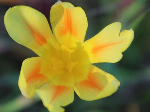 Moraea comptonii, photograph 2