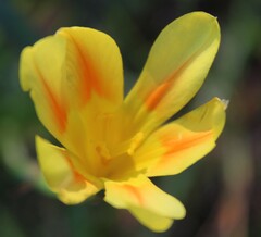 Moraea comptonii, photograph author not stated, no rights reserved