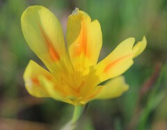 Moraea comptonii
