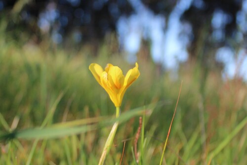 Moraea comptonii, photograph 3