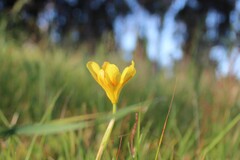 Moraea comptonii, photograph author not stated, no rights reserved