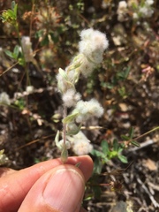 Micropus californicus