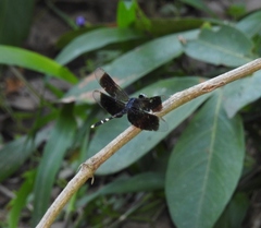 Erythrodiplax attenuata