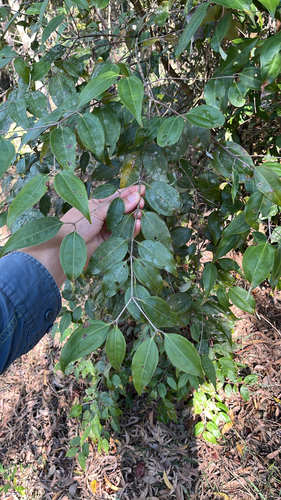 Rhodamnia acuminata, 2026-08-13
