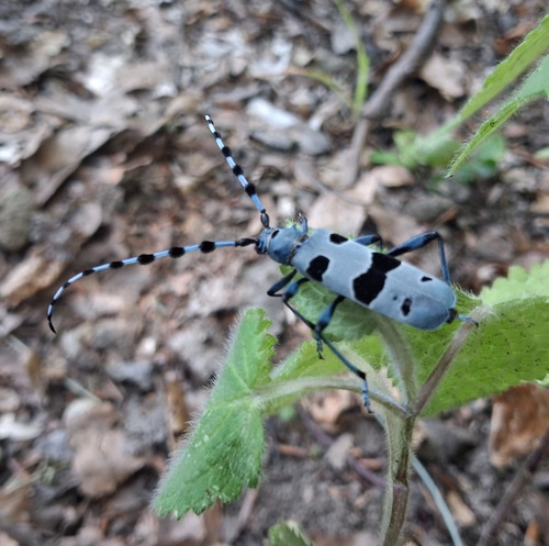 Alpine longhorn Rosalia