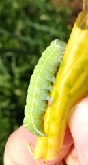 Orthosia cerasi
