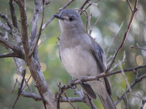 Gray Shrikethrush