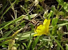 Phanogomphus lividus