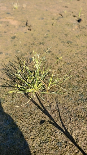 Toad rush