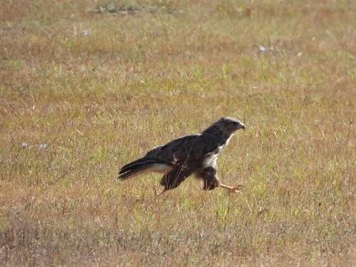Common Buzzard