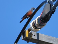 Monticola solitarius philippensis