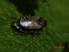 Platyplax salviae