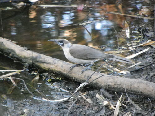 Little Friarbird