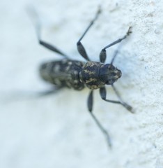 Xylotrechus rusticus