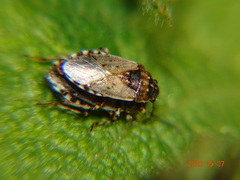Platyplax salviae