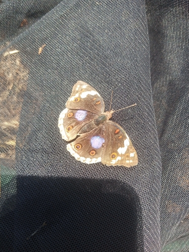 Blue-spot Pansy