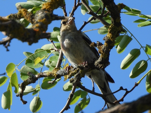 Common Chaffinch