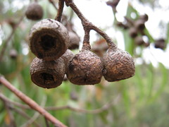 Eucalyptus leucoxylon leucoxylon