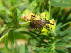 Dicranocephalus agilis