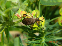 Dicranocephalus agilis