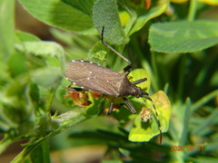 Dicranocephalus agilis