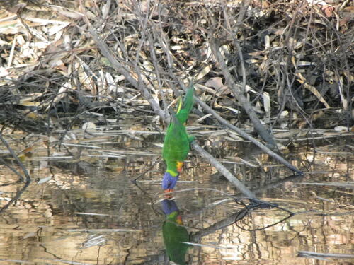 Rainbow Lorikeet