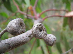 Eucalyptus leucoxylon leucoxylon