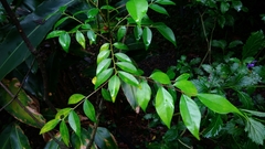 Murraya euchrestifolia