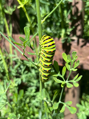 Old World Swallowtail