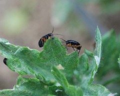 Orthocephalus funestus