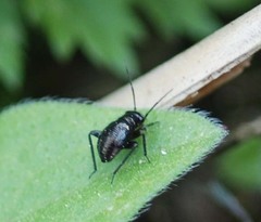 Orthocephalus funestus