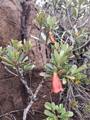 Thiollierea campanulata observed 2026-07-21