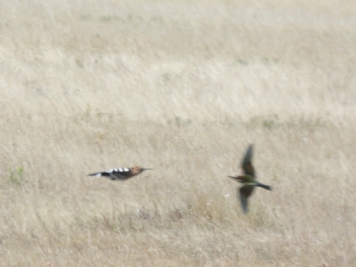European Bee-eater