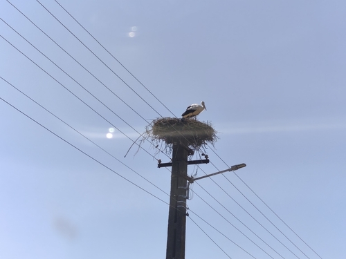 European White Stork