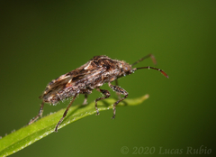 Neortholomus gibbifer