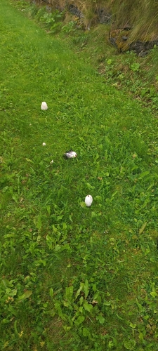 Shaggy Mane