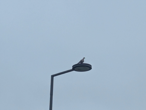 Eurasian Collared-Dove observed by genna_oak