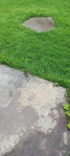 House Sparrow
