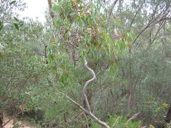 Eucalyptus leucoxylon leucoxylon