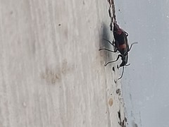Anthocomus fasciatus