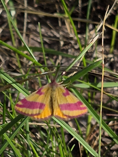 Lythria cruentaria