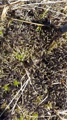 Sphagnum majus