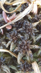 Sphagnum majus