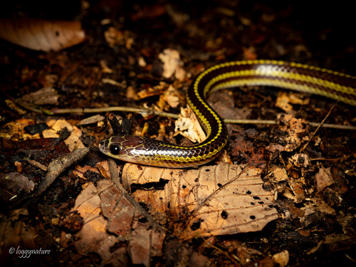 Striped Dwarf Treesnake