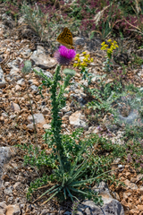 Carduus hamulosus