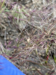 Muhlenbergia microsperma