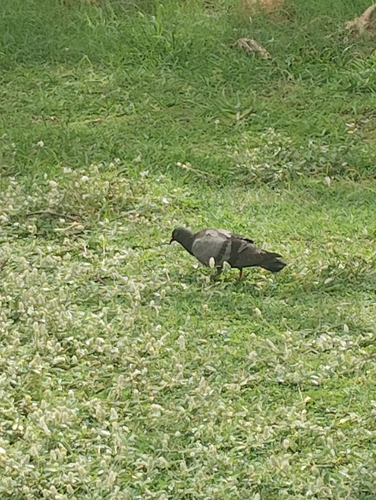 Rock Pigeon observed by monika24579