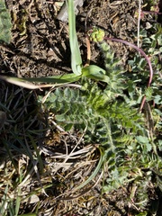 Cirsium acaule