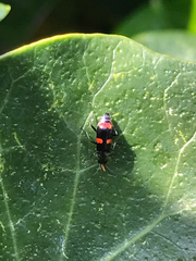 Anthocomus