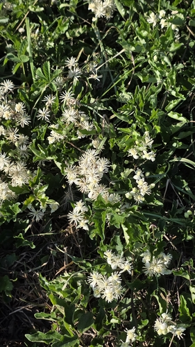 Old man's beard